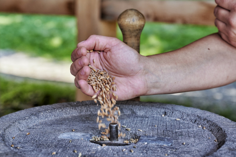 Eine Hand lässt Getreidekörner auf einen Mühlstein rieseln